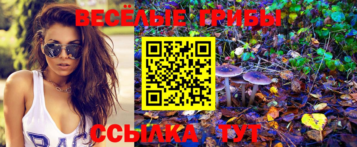 Галлюциногенные грибы Psilocybine cubensis  Псилоцибиновые грибы MAGIC MUSHROOMS  Химки  цена   Вход с VPN 